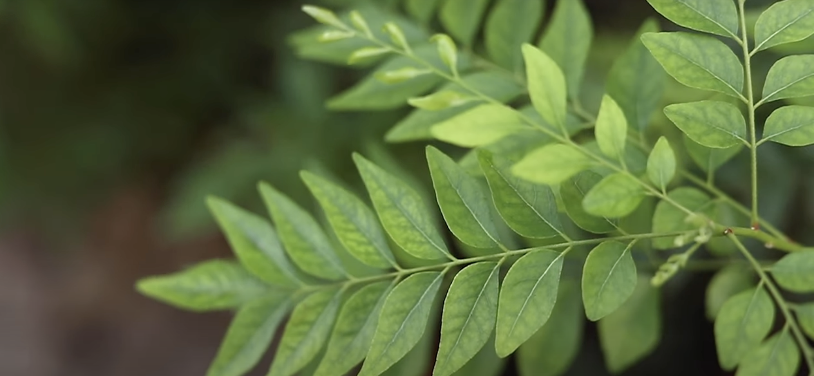 11 Incredible Health Benefits of Curry Leaves
